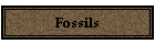 Fossils